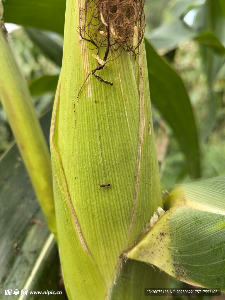 玉米植株上的昆虫特写