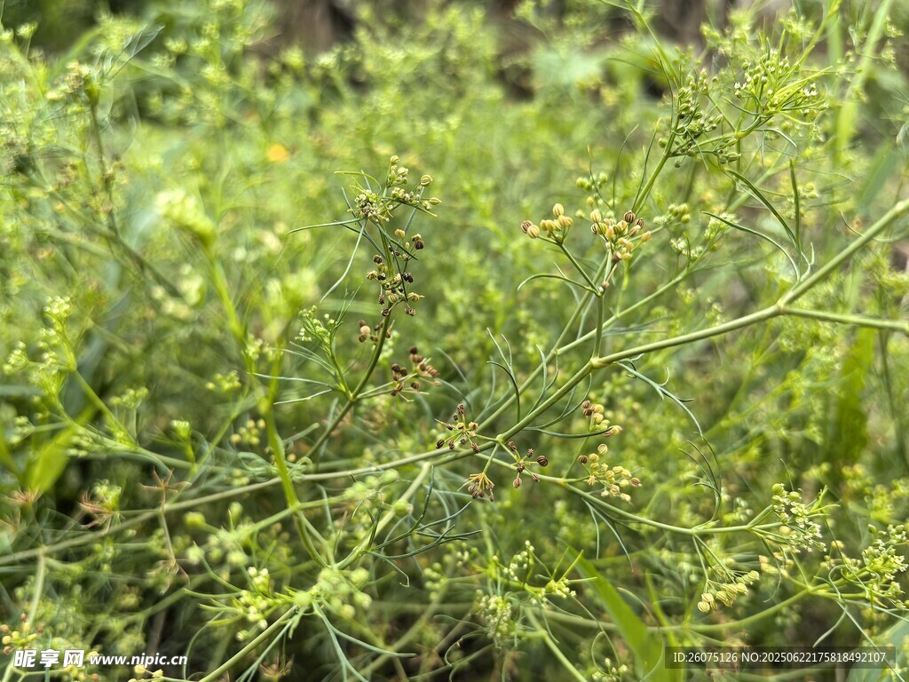 繁茂绿植特写