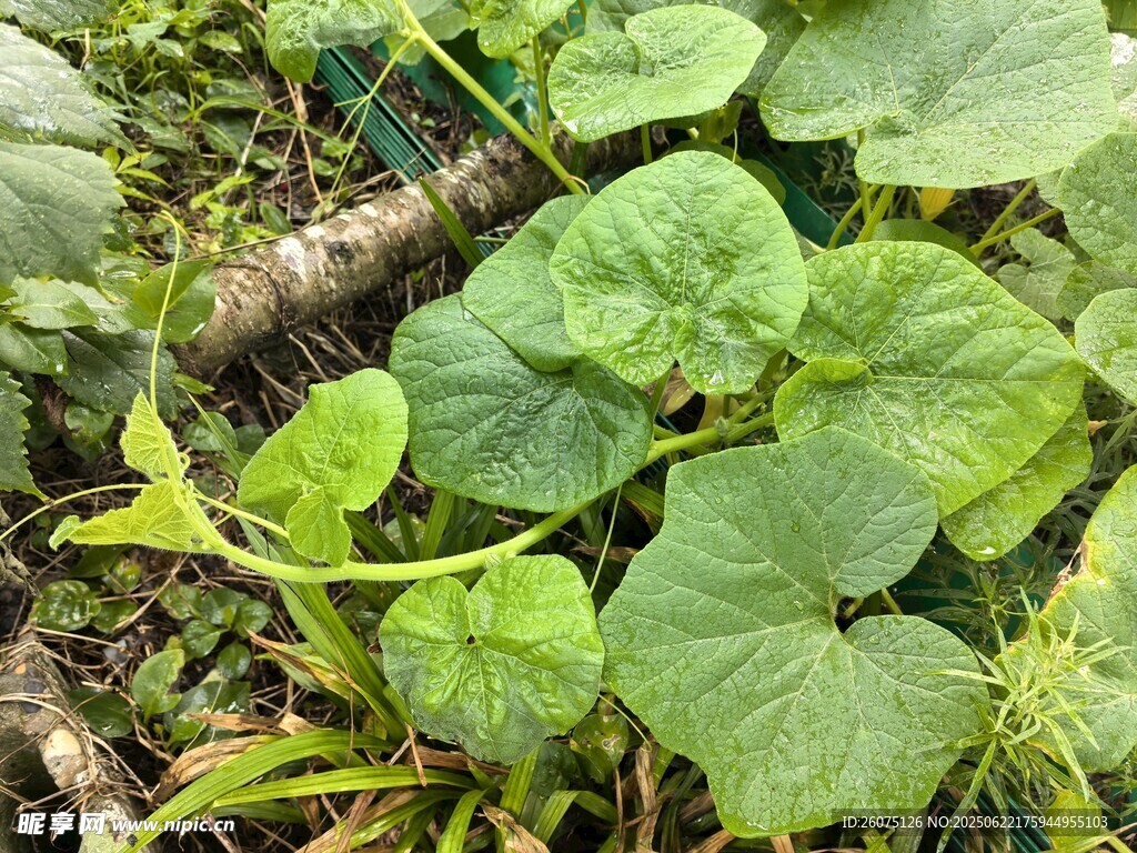 绿叶繁茂的丝瓜藤