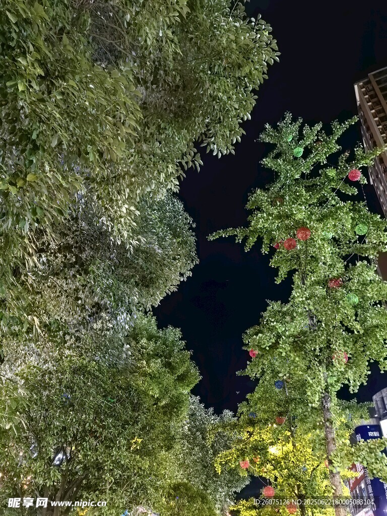 夜晚繁茂绿植景观