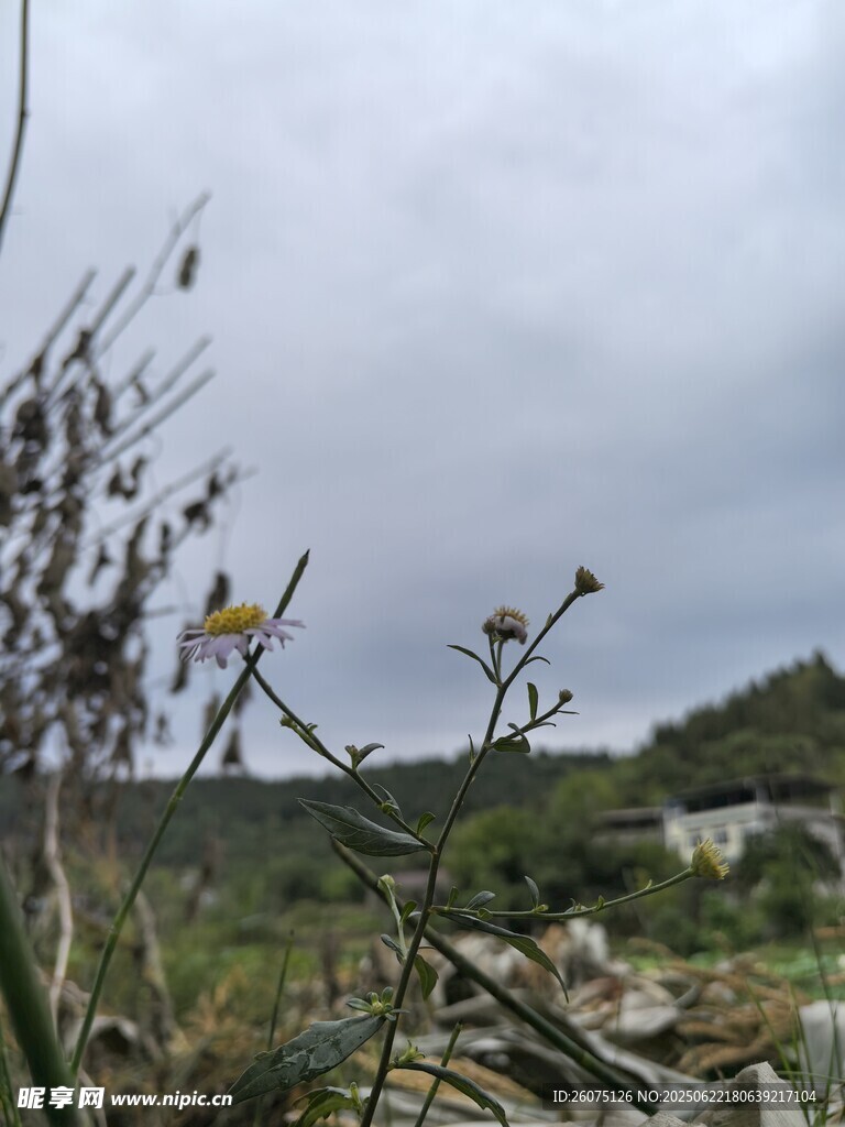 野外植物景观
