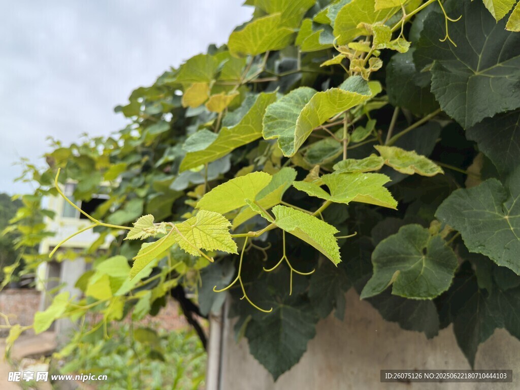 墙上繁茂的翠绿葡萄藤