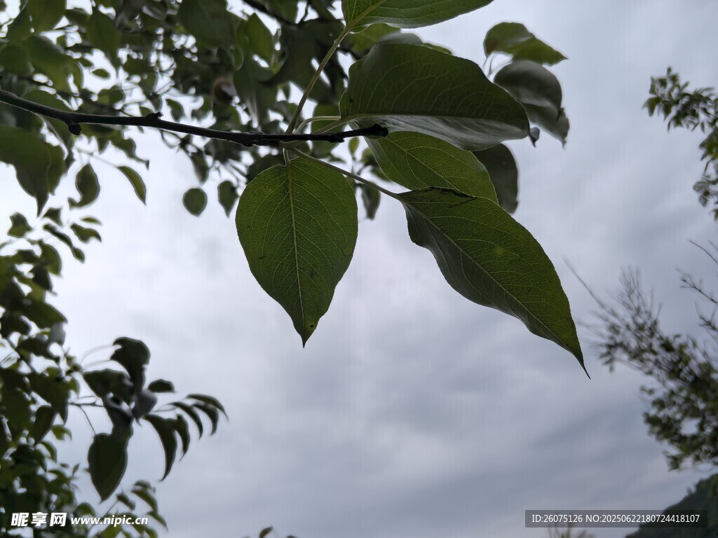 枝头绿叶映灰白天空