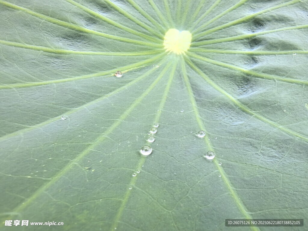 荷叶上的晶莹水珠