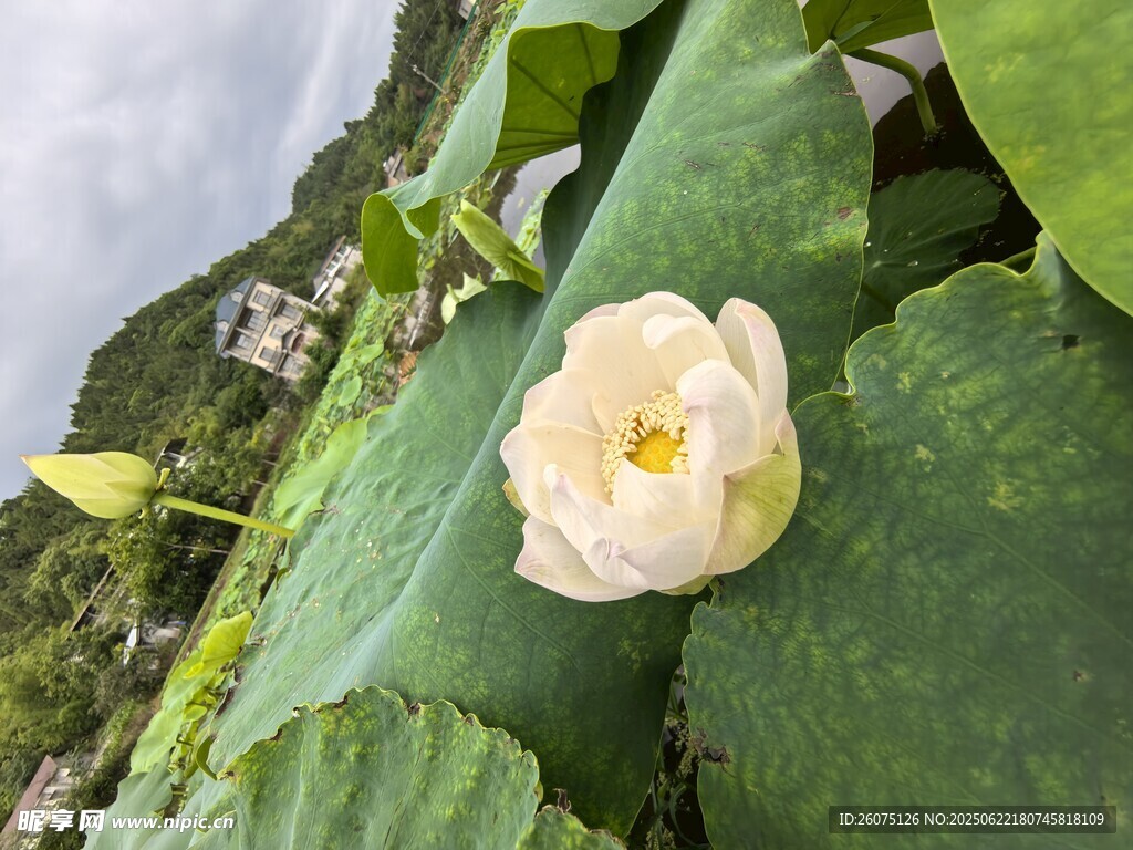 绿叶间绽放的素雅白荷花