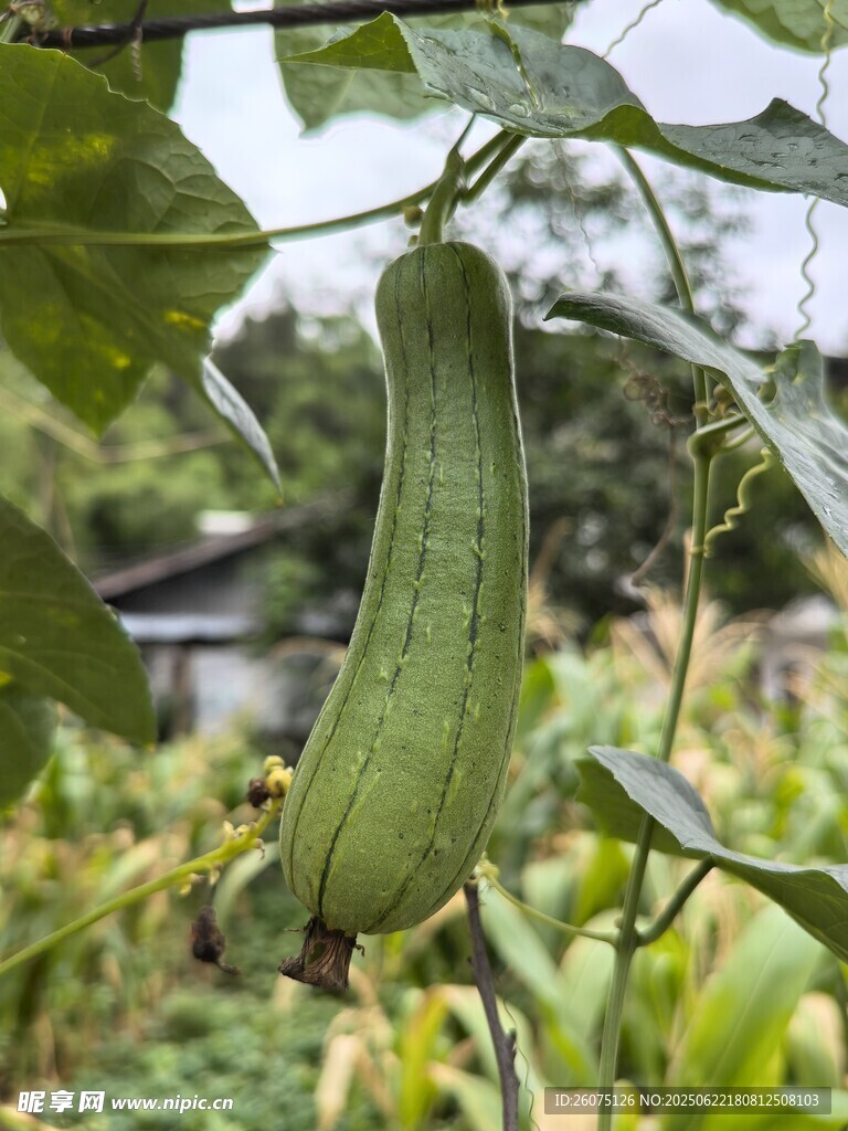 藤蔓上的翠绿丝瓜