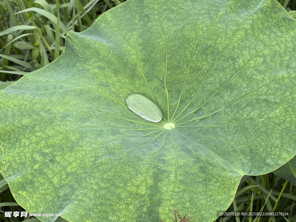 翠绿荷叶上的晶莹水珠