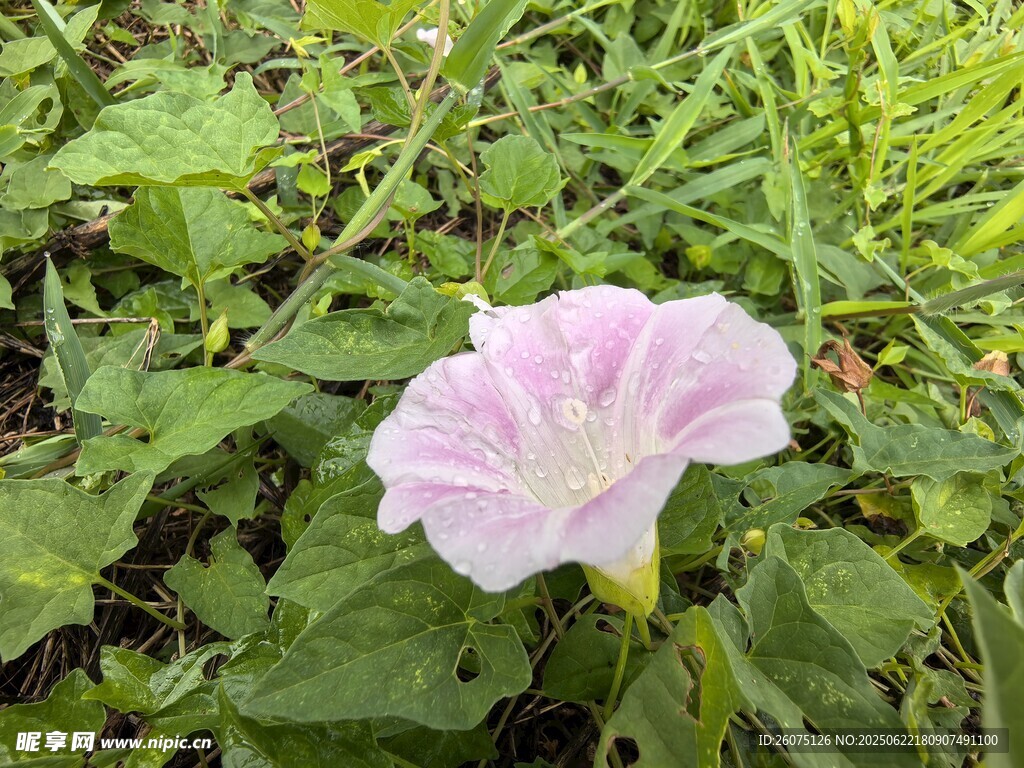粉色牵牛花绽放于绿叶间