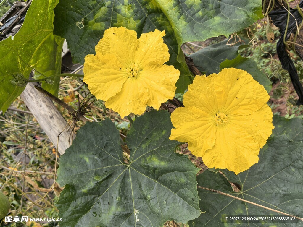 两朵绽放的黄色南瓜花
