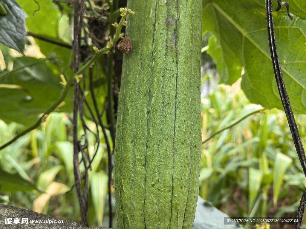粗壮的绿色植物茎干