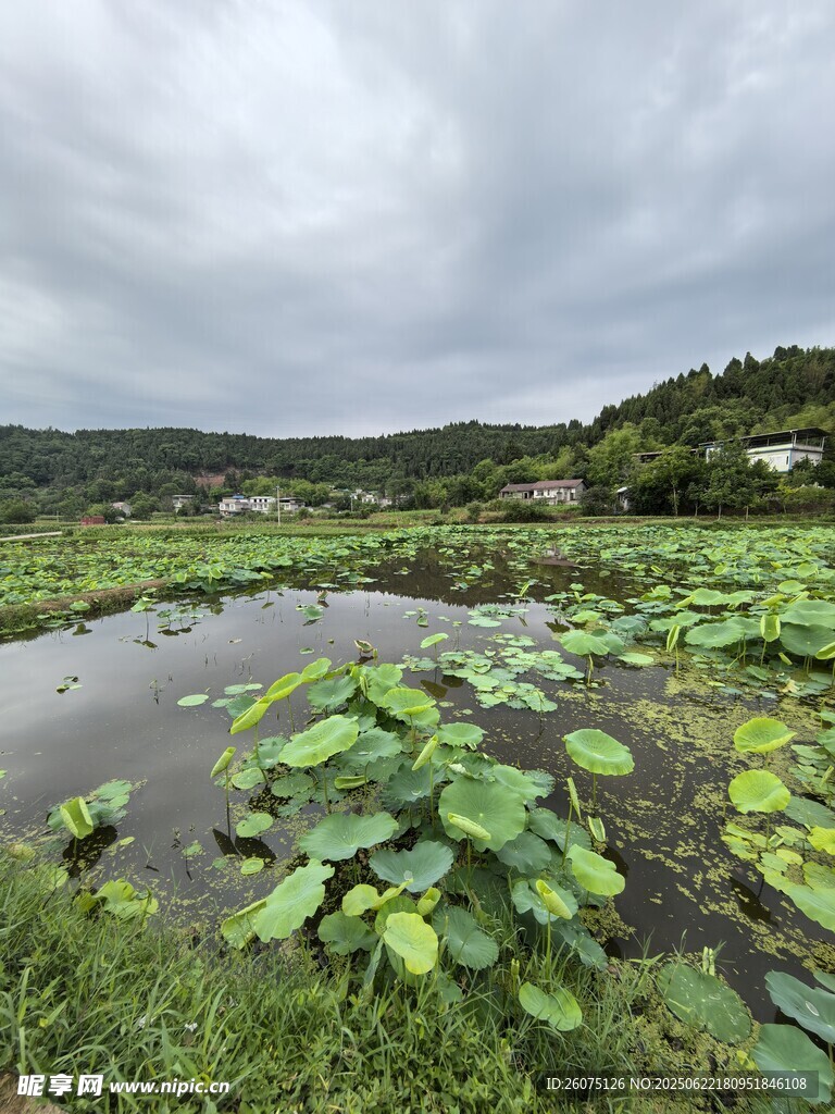 荷塘湿地景色
