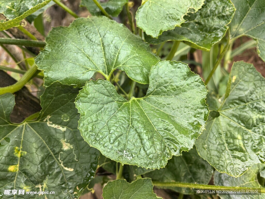 翠绿南瓜叶特写