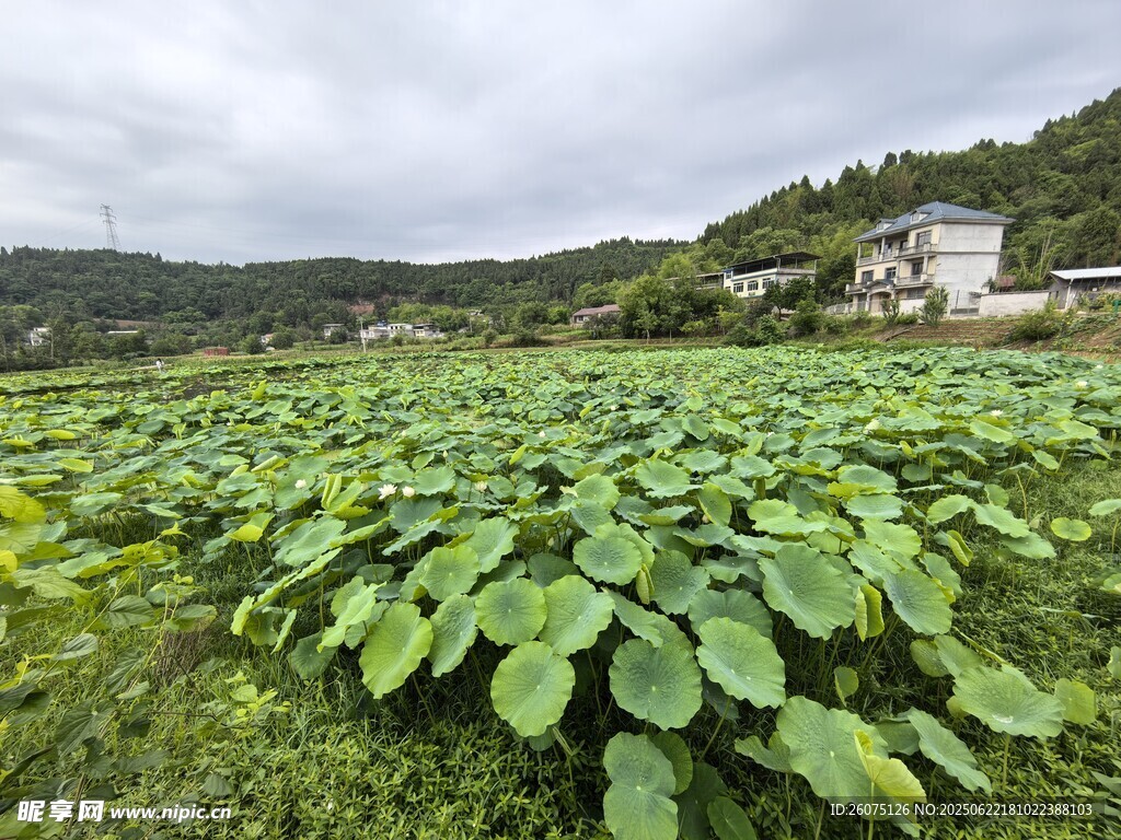 绿意盎然的农田景象