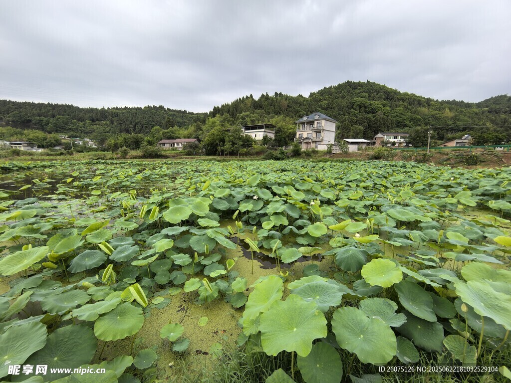 田园荷塘绿意盎然