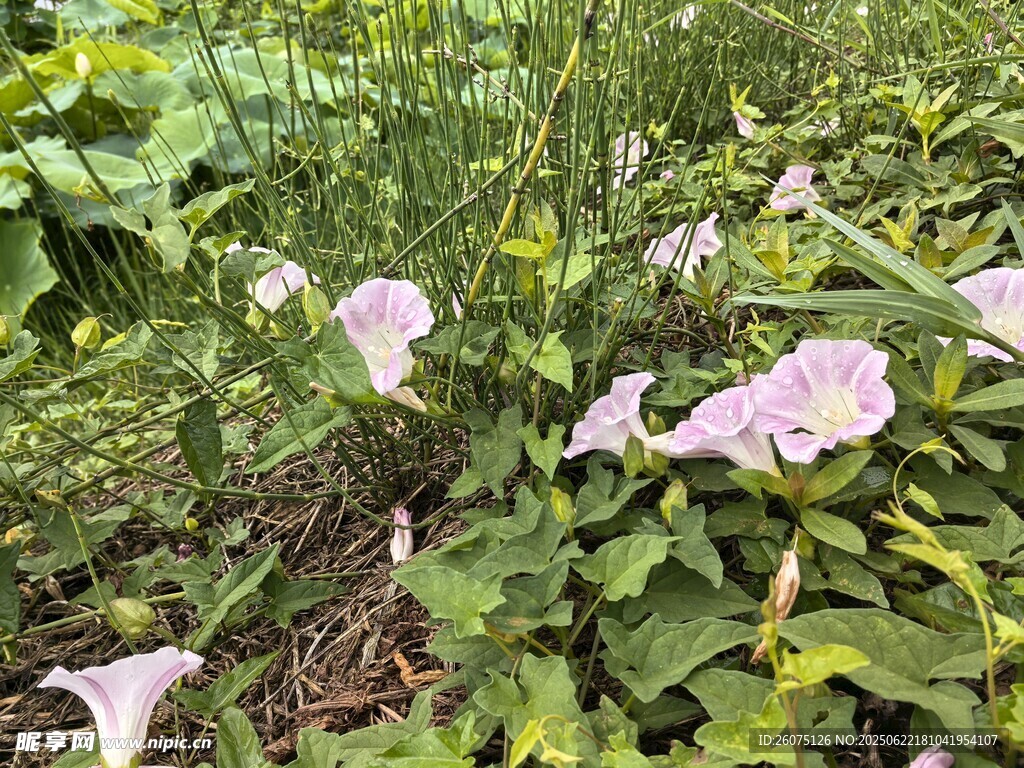 草丛中的粉色牵牛花