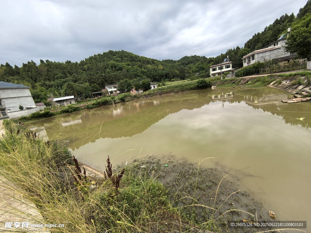 乡村池塘边的自然景致