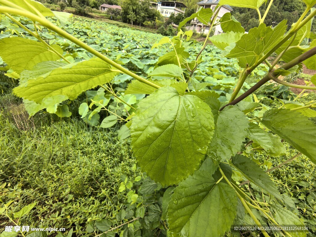 嫩绿桑叶枝