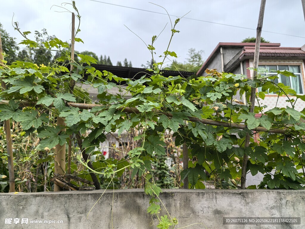 墙边繁茂的绿色瓜藤植物