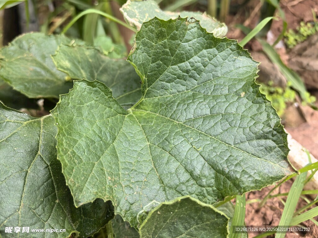 翠绿的瓜类植物叶片