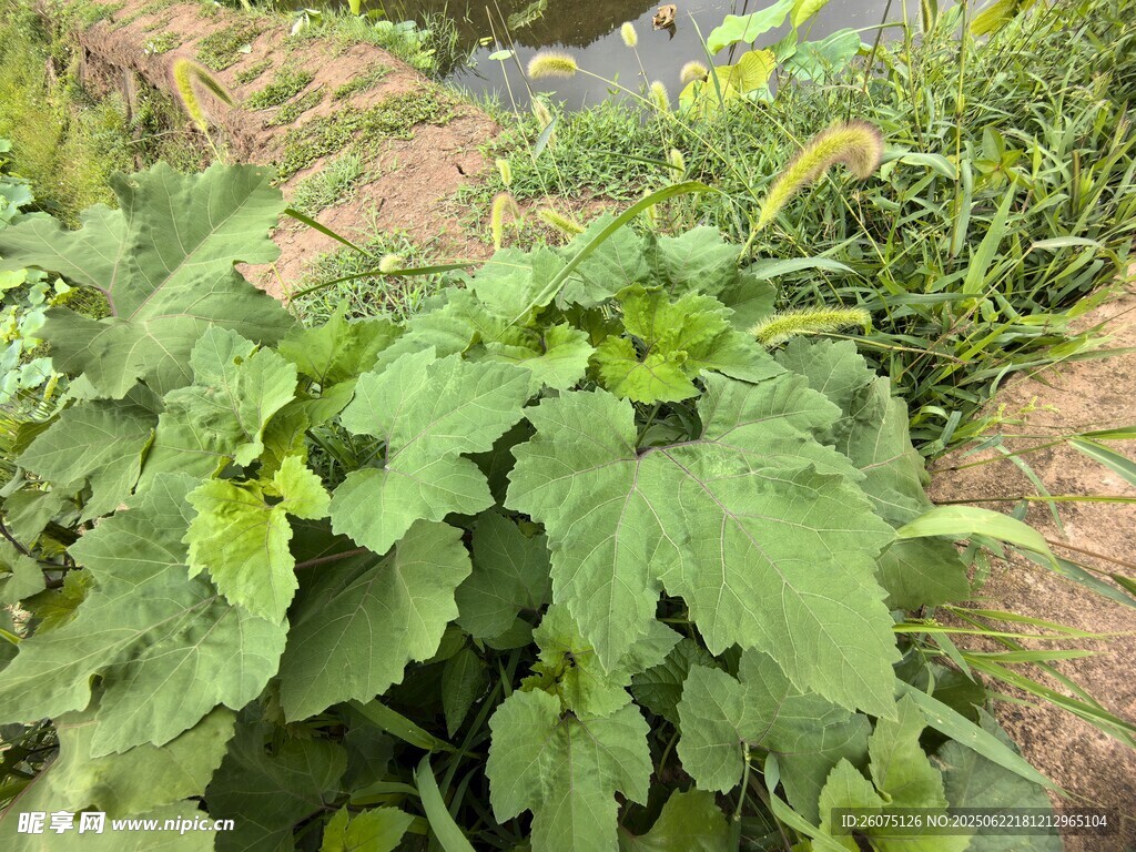 绿叶植物特写