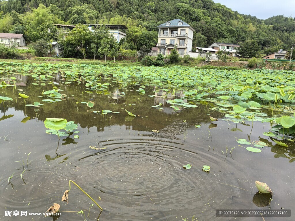 荷塘水乡景