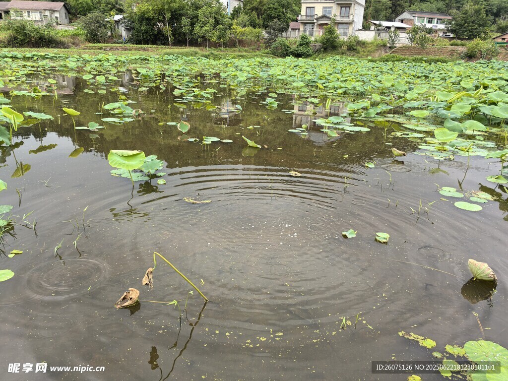 荷塘中鸭子嬉戏的悠然画面