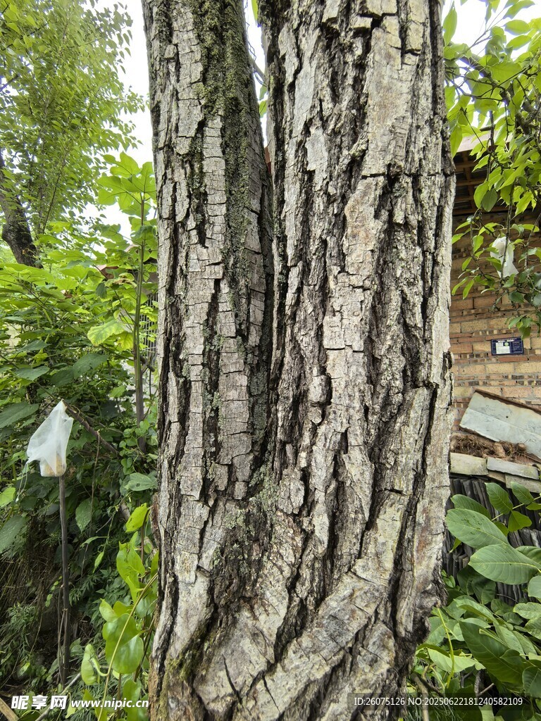 斑驳纹理的粗壮树干