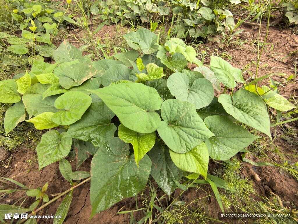 绿叶繁茂的红薯植株