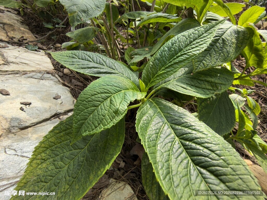 绿叶植物特写