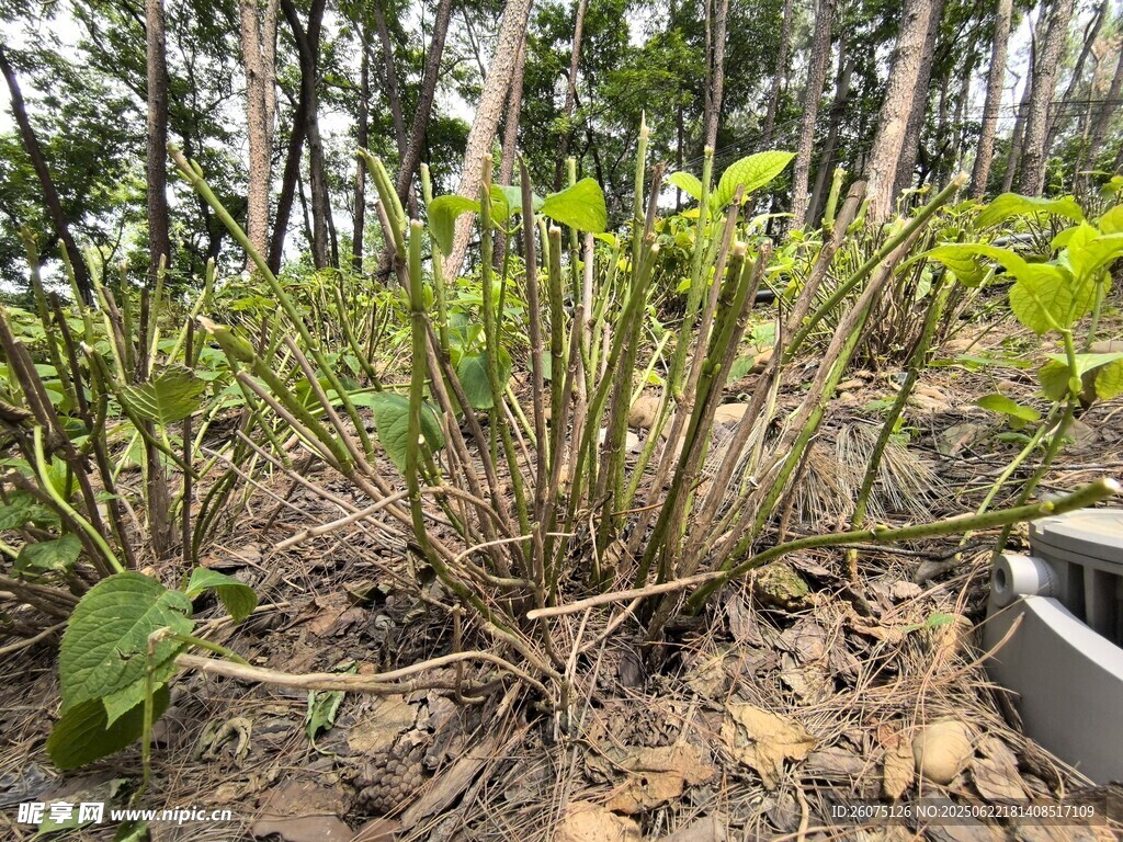 植物根部特写