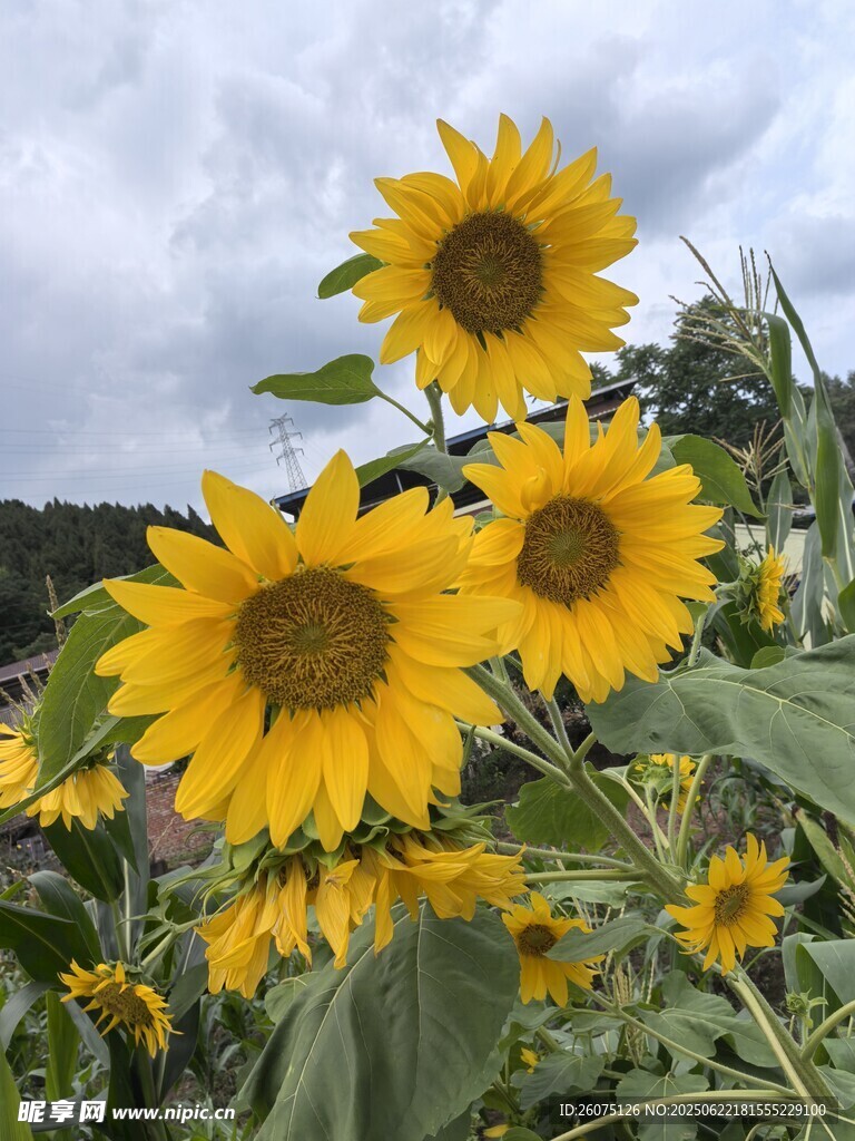 向日葵花海绽放