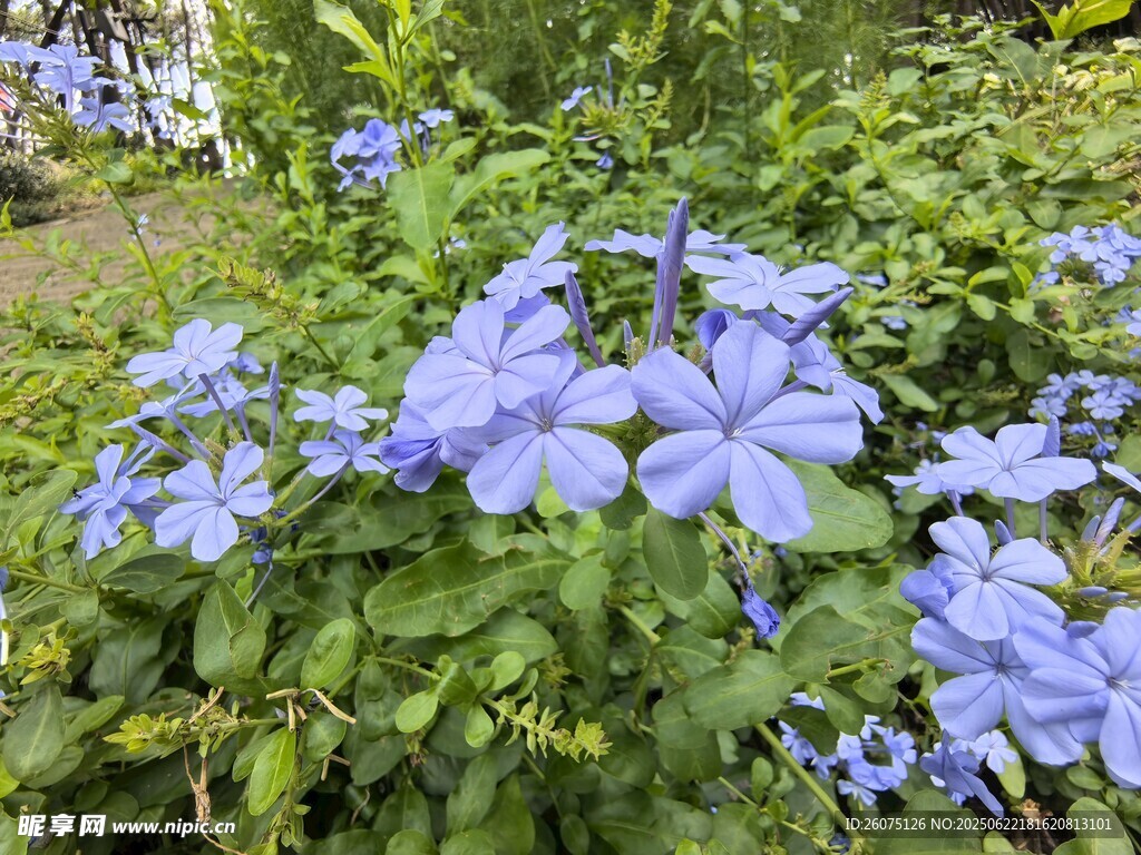 蓝花绽放于绿意间