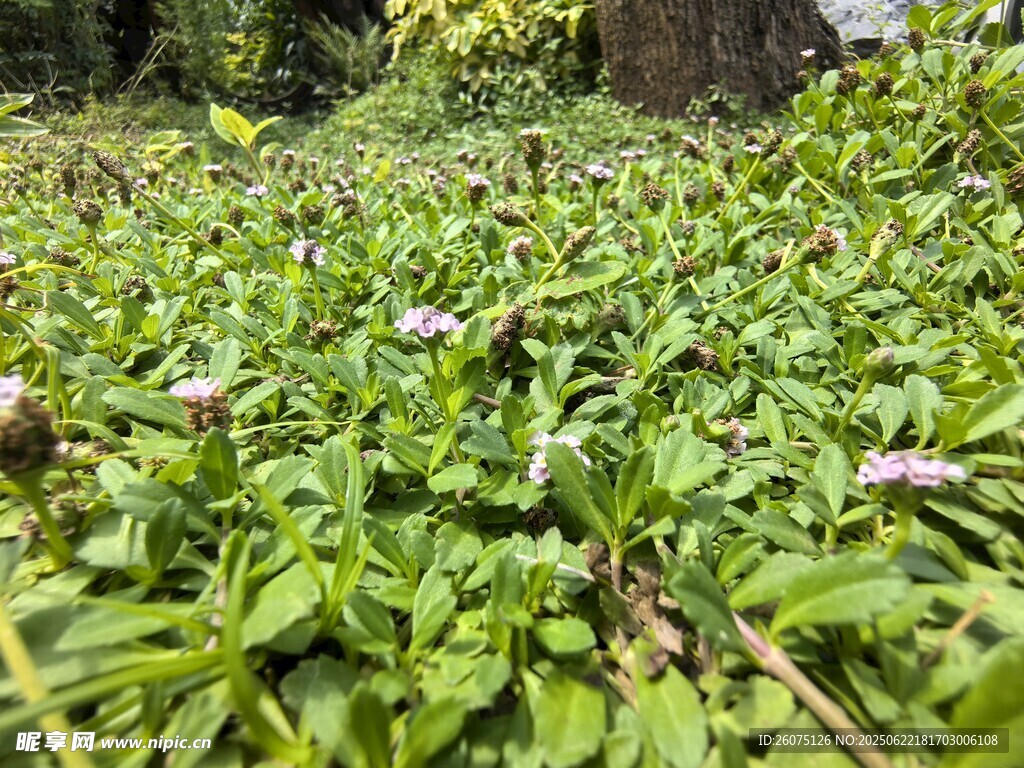 绿意盎然的野生植物景观
