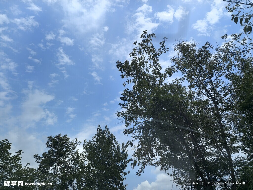 蓝天白云下的葱郁树木