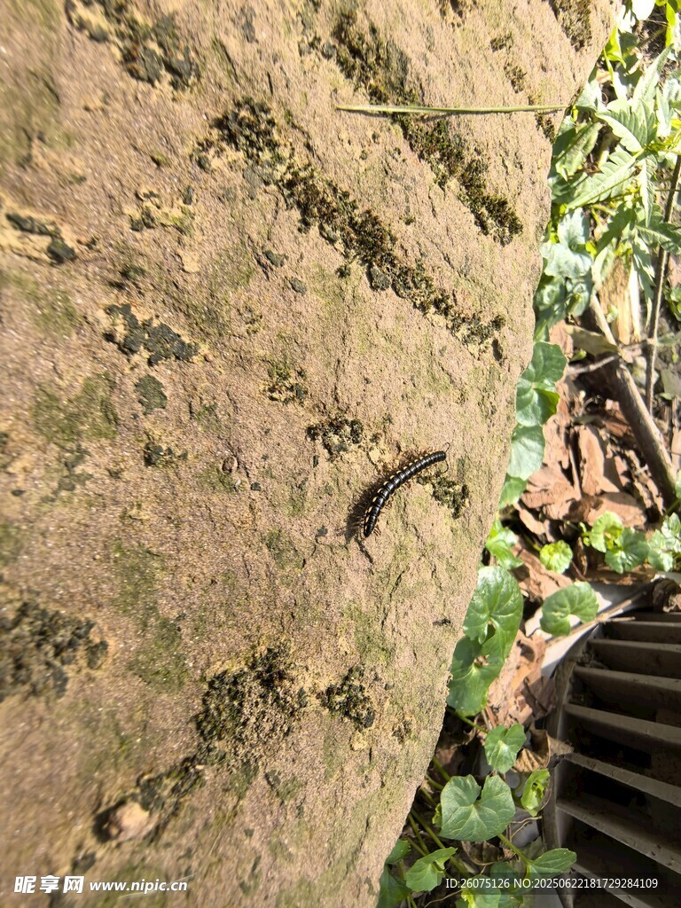 斑驳石墙旁的绿植景致