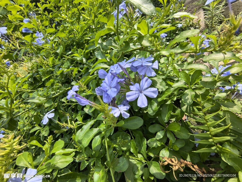 蓝花绽放于葱郁绿叶间