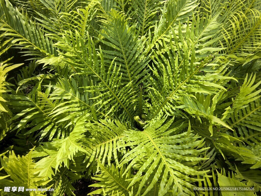 翠绿茂盛的蕨类植物