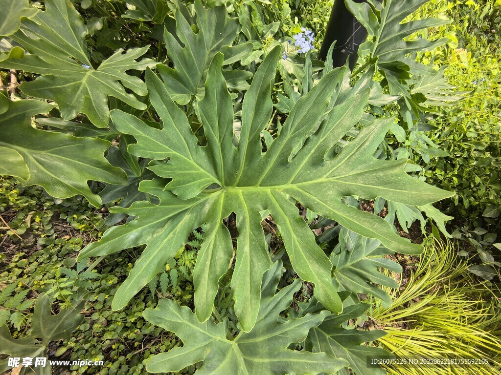 大型绿叶植物特写