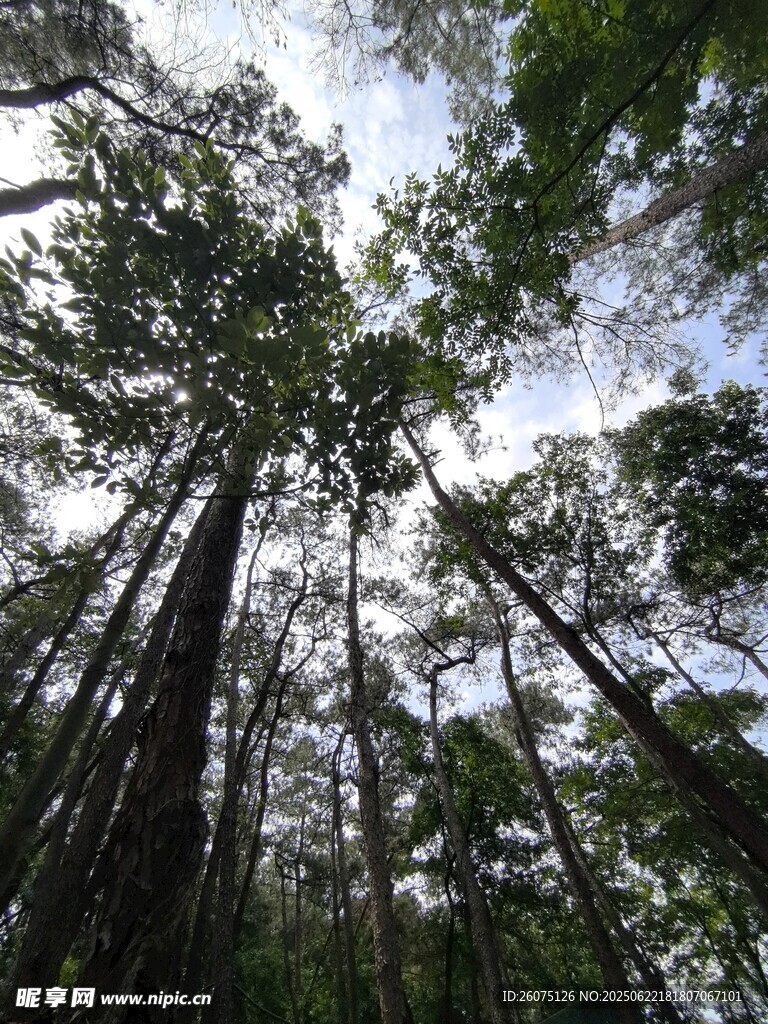 仰视茂密森林高大树木