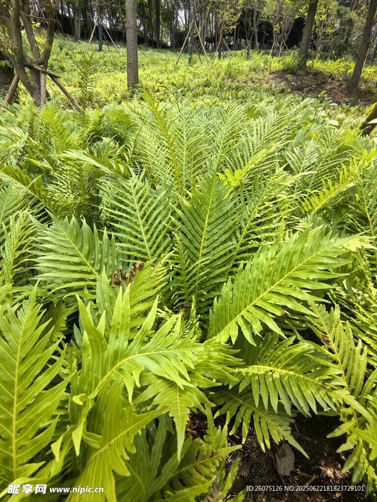 翠绿蕨类植物生机盎然