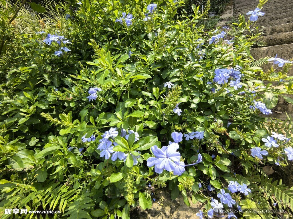 蓝花绿植绽放生机