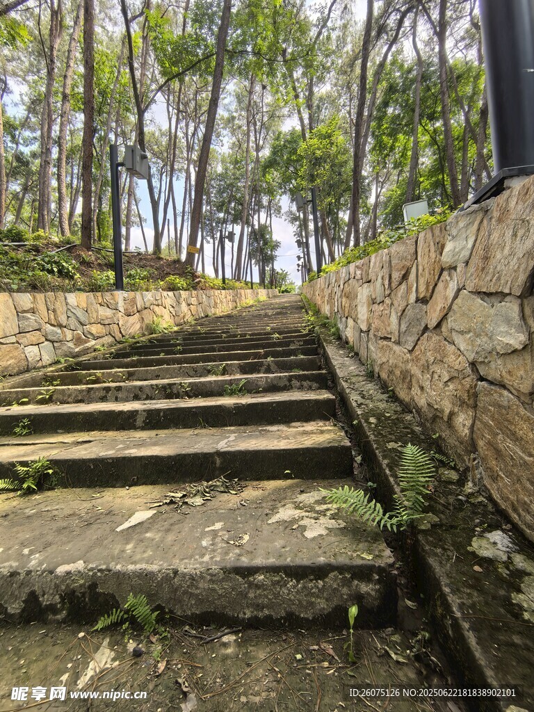 林间上行石阶