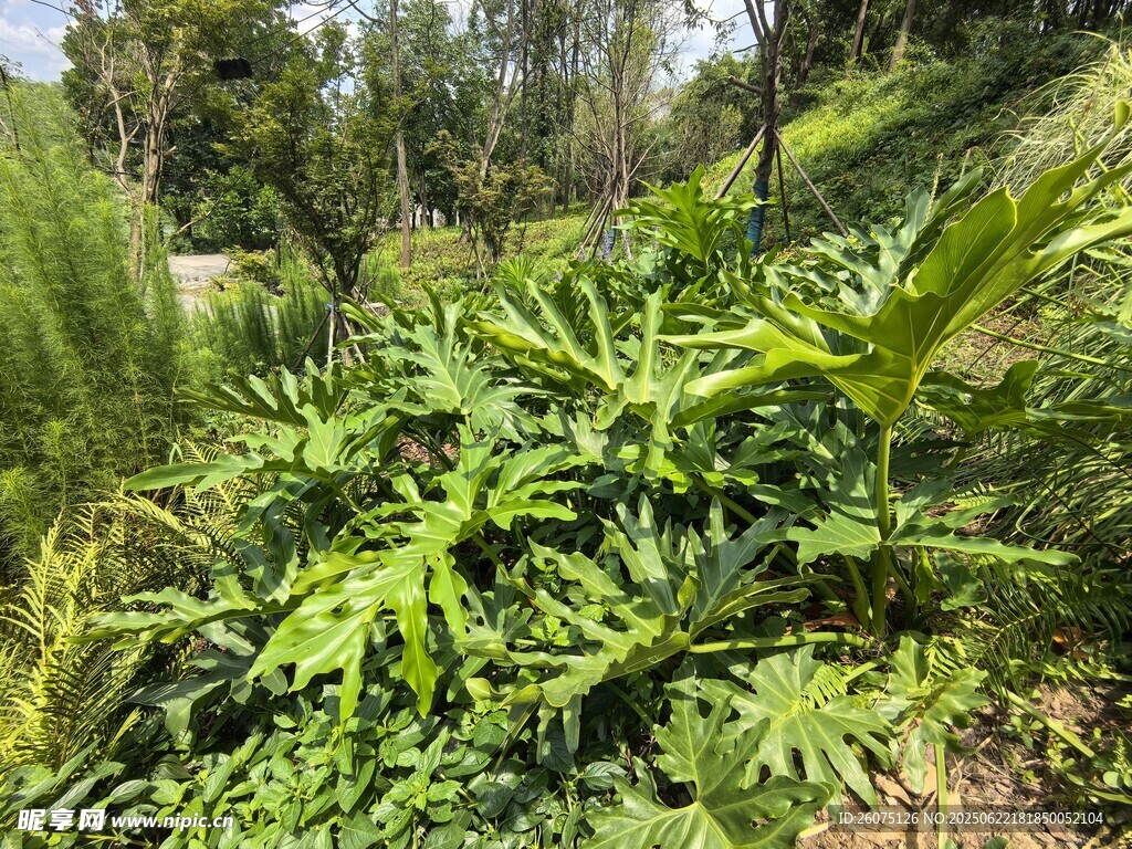 野外繁茂的绿色植物景观