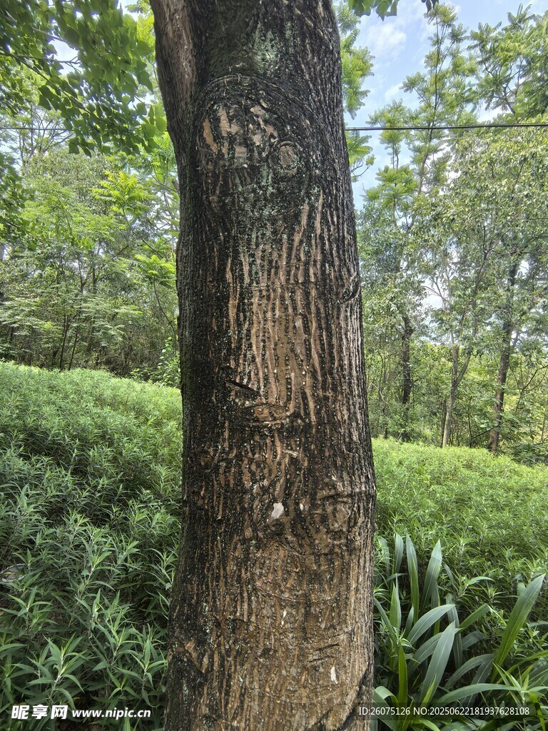森林中粗壮的树干