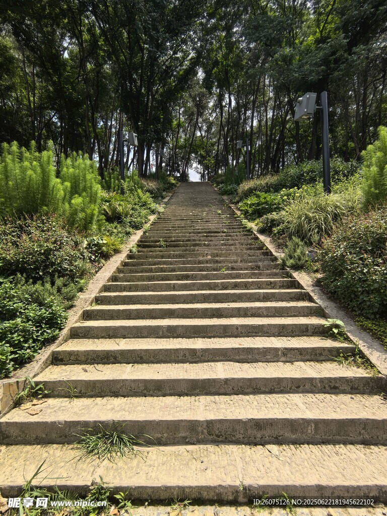 林间石阶小道