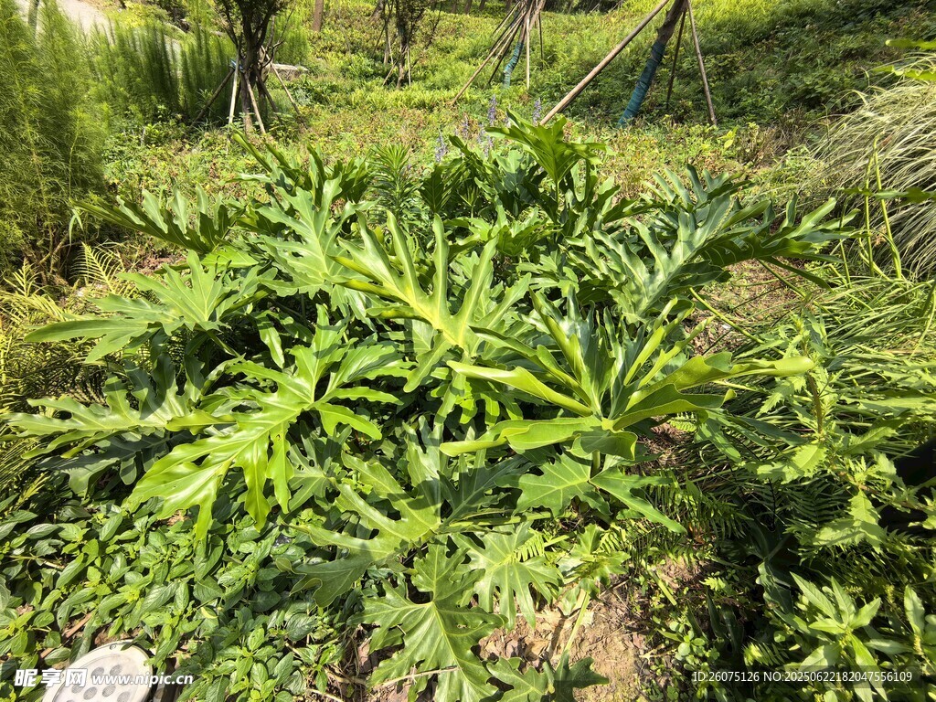 野外繁茂的绿色植物
