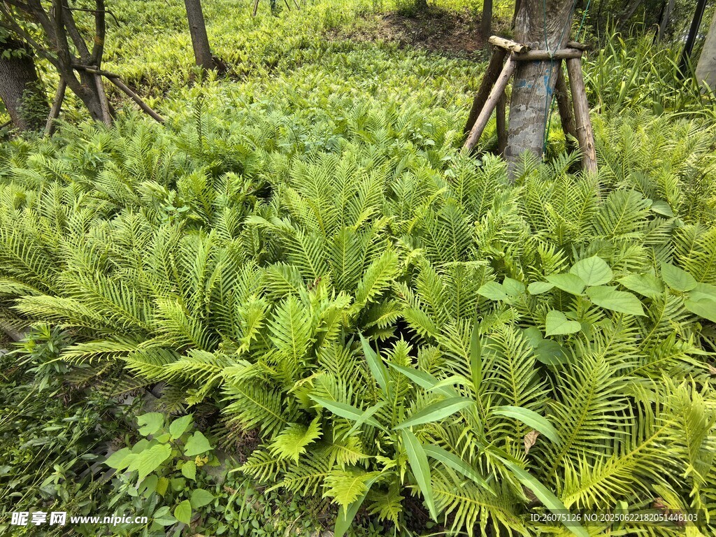 茂密蕨类植物的自然景象