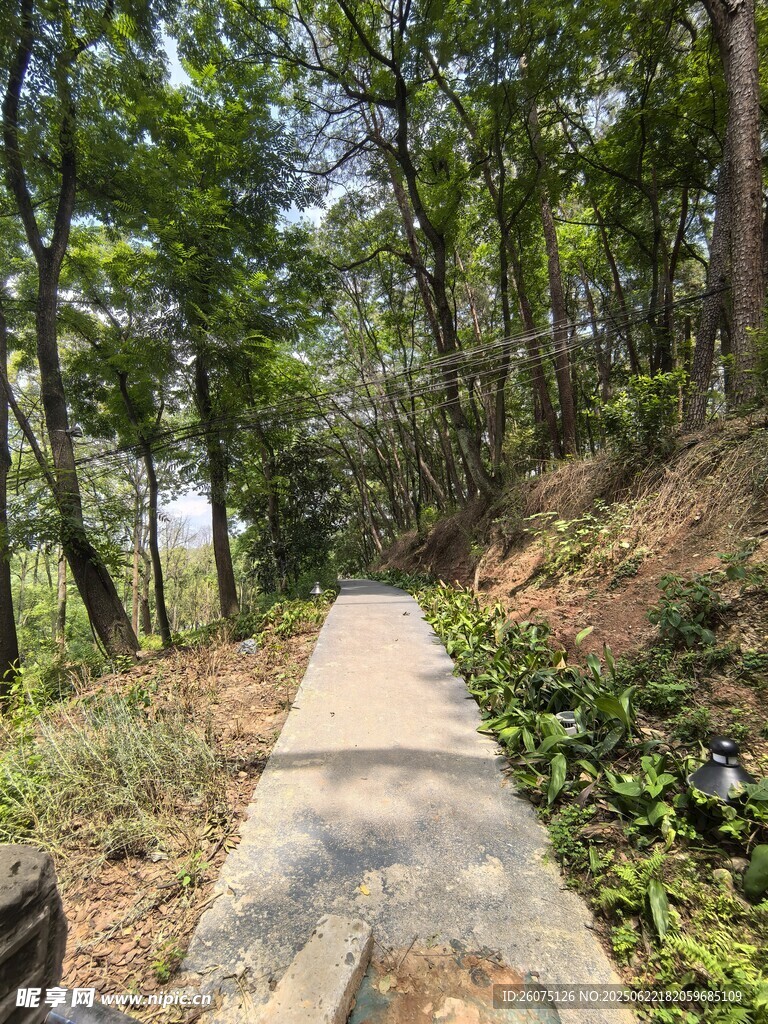 林间石板小径