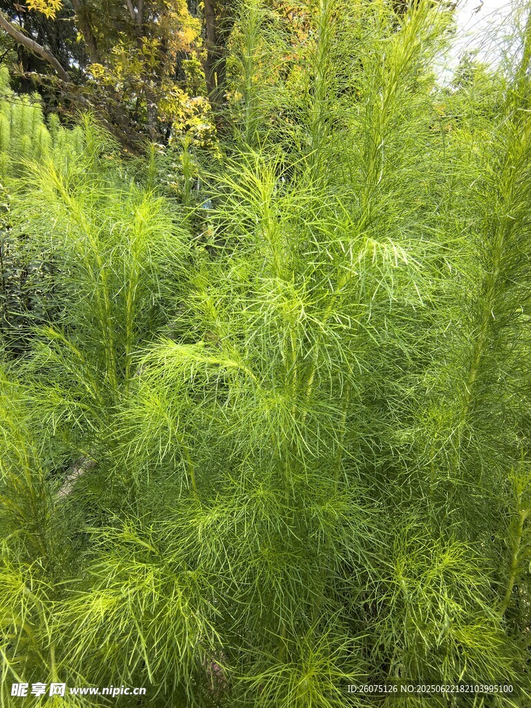 茂密绿色植物景观
