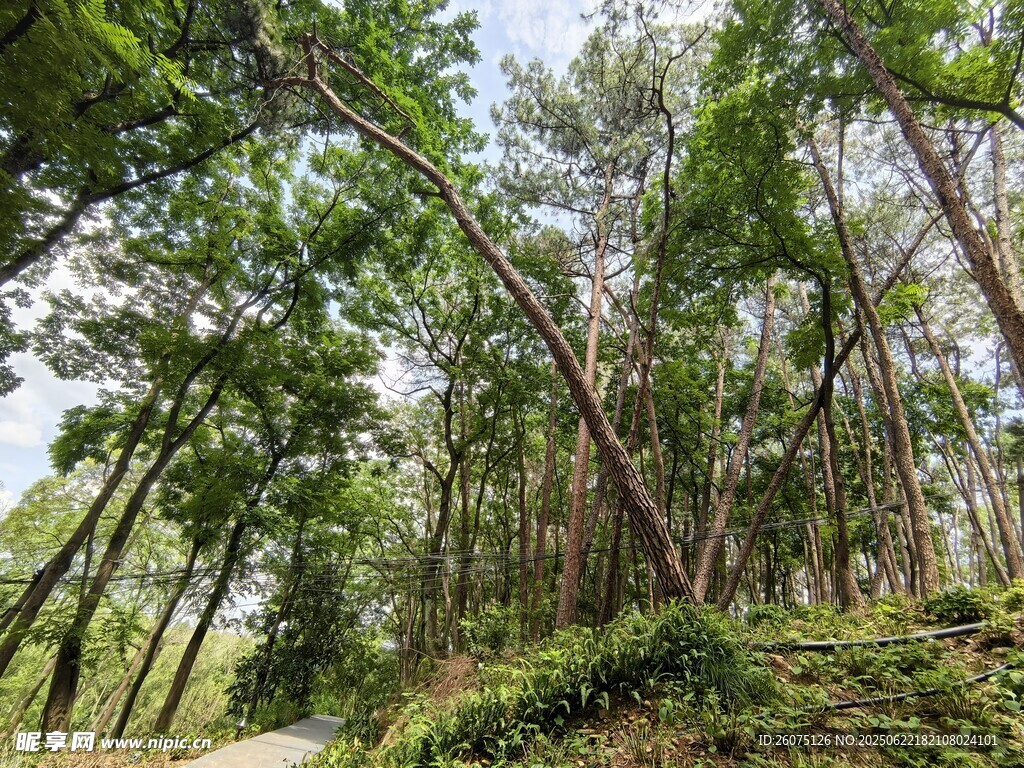 林间幽径